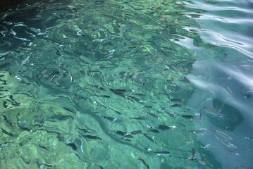 Fishes in clear water.