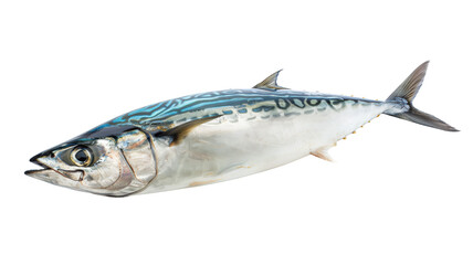 Fototapeta premium Detailed close-up of a shiny fish swimming in clear water, showcasing its vibrant colors