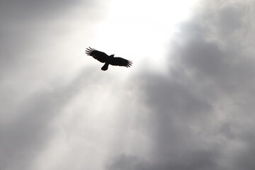 black and white flying bird high quality