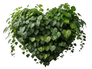 Green Creeper Plant Vines,  Trailing Money Plant Leaves, Botanical Creeper Clipart with Vines and Leaves, PNG on White Background