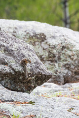 Chipmunk on a rock