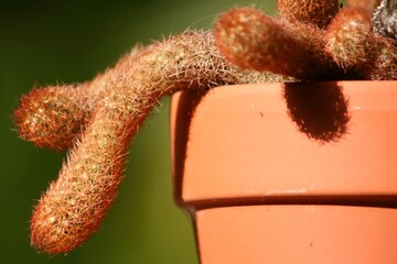 Cactus on terracotta pot