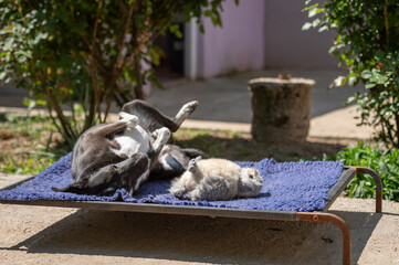 Deaf black rescued dog  in a shelter for elderly, disabled dogs and dogs with special needs in the...