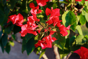 Radiant Bougainvillea Bloom: A vibrant cluster of scarlet bougainvillea flowers bursts forth amidst lush green foliage. The sunlight plays on the delicate petals.