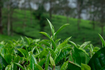 Tea Plant: A close-up shot of fresh green tea leaves in a tea plantation, evoking feelings of natural beauty and serenity