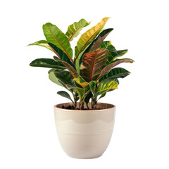 Vibrant indoor plant in a modern pot, enhancing home decor with lush greenery