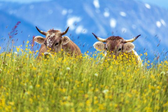 K&uuml;he - Allg&auml;u - Blumen - Fr&uuml;hling - Braunvieh - Alpen 