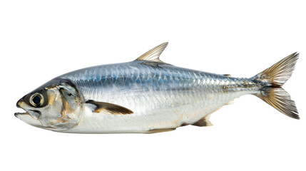 Fototapeta premium Freshly caught fish displayed on a white background, showcasing its shiny scales and details