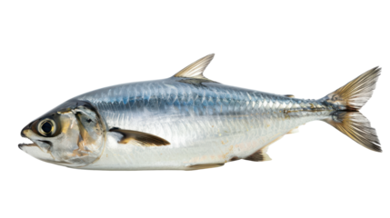Freshly caught fish displayed on a white background, showcasing its shiny scales and details
