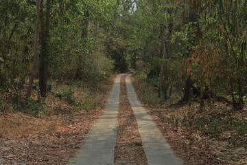 Obraz premium Serene Forest Path: A long, textured road winds through a lush, verdant forest, creating a picturesque scene of natural beauty and peaceful ambiance.
