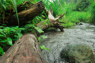 Tranquil Creekside: Sun-dappled logs rest in a slow moving creek, lush greenery frames the scene.