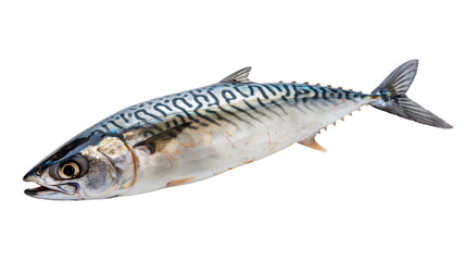 Freshly caught mackerel fish displayed on a white background, showcasing its vibrant colors