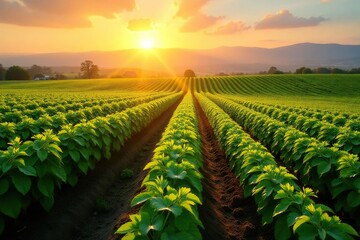 Sun-drenched California farmland, rows of crops, landscape, grapes