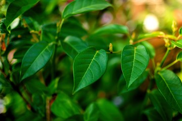 Closeup green leaves on blur background,nature concept