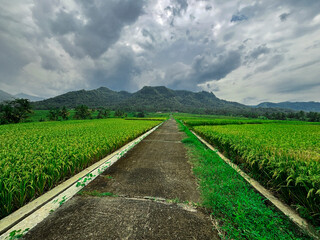Path to Serenity: A concrete path, flanked by vibrant rice paddies, leads towards a majestic...