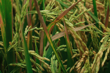 Golden Grain: A close-up view captures the intricate details of a field of rice, with golden grains ready for harvest, symbolizing abundance and the essence of agriculture.