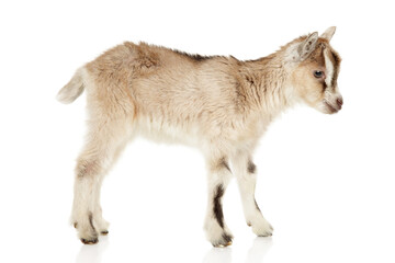 Graceful Baby Goat Standing with Gentle Charm