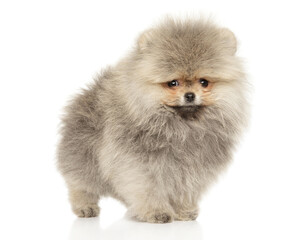 Darling Pomeranian Puppy Posing with Playful Grace