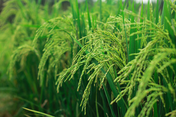 Green Rice Paddy Field: Close-up view of vibrant green rice plants in a paddy field, showcasing the healthy growth of rice grains, ready for harvest.