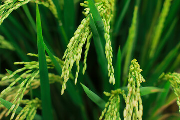Rice Harvest Close-Up: A detailed, close-up capture of rice plant, showcases the intricate textures of grain. Its vibrant green leaves and delicate grains under the sun, symbolizing growth.