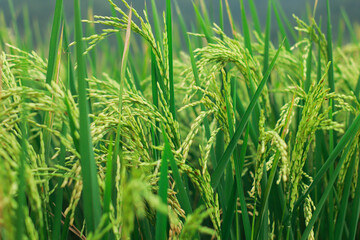 Rice Field: A close-up view of verdant rice stalks, brimming with grains, bathed in soft sunlight...