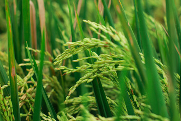 Golden Rice Fields: A close-up shot showcases vibrant, healthy rice plants, laden with ripening grains. The lush, verdant hues of the fields suggest a promising harvest.