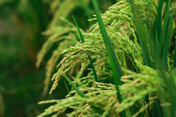 Golden Rice Field: A macro photograph showcases the beauty of a rice plant laden with grains,...