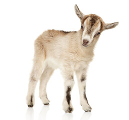 Curious Baby Goat Standing with Playful Tilt