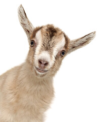 Adorable Baby Goat Smiling at One Week Old