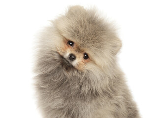 Quirky Pomeranian Puppy Tilting with Cute Appeal