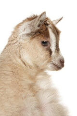 Charming Young Goat Girl Profile