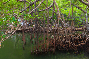 Lush mangrove trees with intricate roots submerged in tranquil green waters