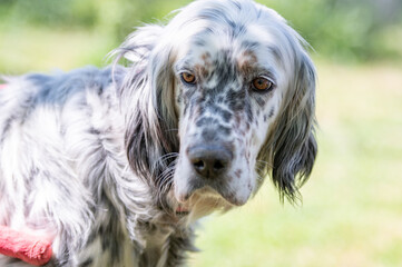 Portrait of abandoned and  handicapped English setter
