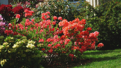 Japanese rhododendrons. Field of flowers of Japanese azalea. Multicolored flowering rhododendron bushes in landscape design
