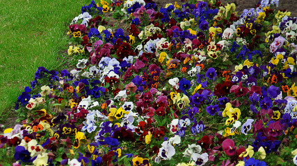 Fototapete bei efototapeten.de bestellen   