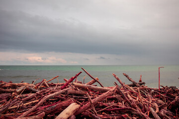 Beach leftover wood