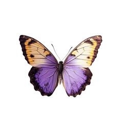Obraz premium A single, vividly colored butterfly, its delicate wings gracefully spread, reveals intricate patterns and textures. A beautiful spectacle of nature's design.