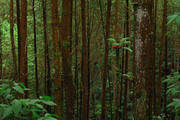 Dense Forest Canopy: Immerse yourself in the heart of a vibrant forest, as sunlight filters through a dense canopy of tall trees, offering a sense of tranquility.