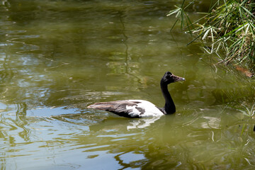this is a side view of a magpie goose