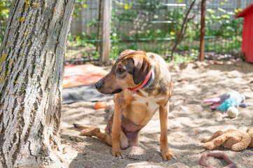 Handicapped rescued dog  with disabilities  in a shelter for elderly, disabled dogs and dogs with special needs in the backyard
 in their own fenced area to play with sand and with their favorite toys