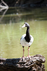 the magpie goose is standing on a log