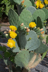 Prickly pear/Opuntia engelmannii/var. lindheimeri 'Boca Chica' Cactaceae - Cactus Family