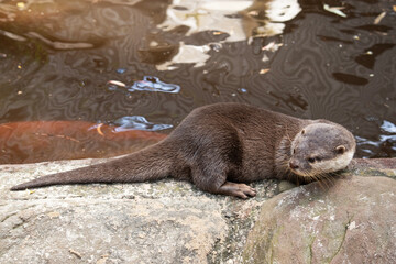 the small clawed otter is looking over the edge of the rock
