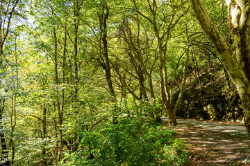 Road in the mountains along a deep gorge covered with dense forest. Abkhazia, trip to Lake Ritsa. Warm autumn day