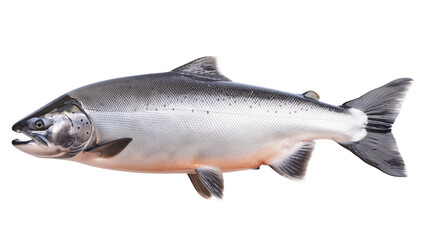 Naklejka premium Fresh salmon fish isolated on white background, showcasing its natural colors and texture