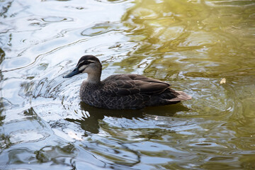 this is a side view of a Pacific black duck swimming