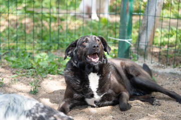 Deaf black rescued dog  in a shelter for elderly, disabled dogs and dogs with special needs in the backyard  with his favorite toys during free activities after therapies and exercises
