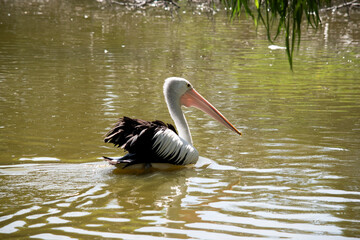 the pelican is swimming in a lake