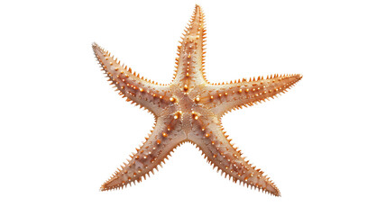 Close-up of a starfish showcasing its intricate texture and color against a white background