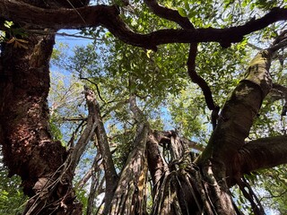 Majestic Canopy: A breathtaking overhead shot of a tree's intricate network of branches, leaves, and roots, reaching towards the sky. Embracing nature's artistry, from root to treetop.